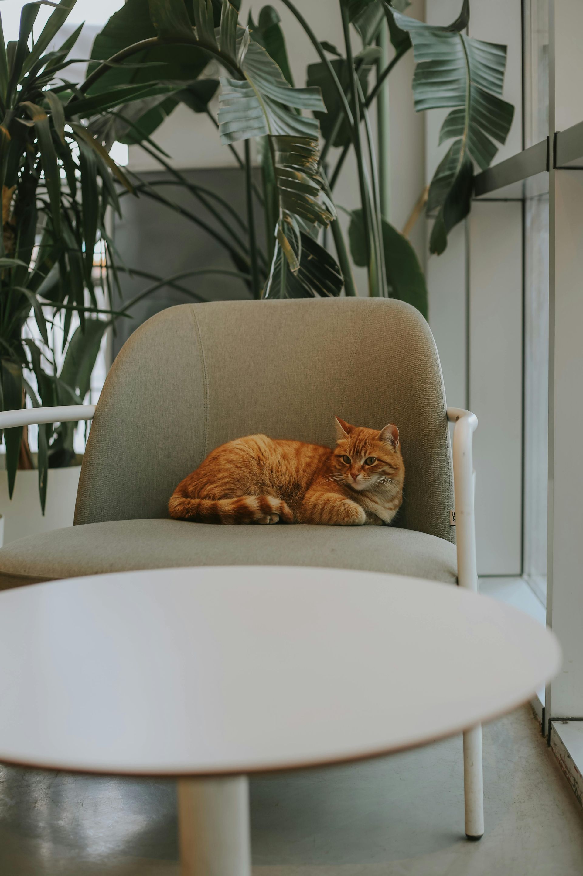 Fourways Veterinary Hospital's Commitment to Advanced Care: