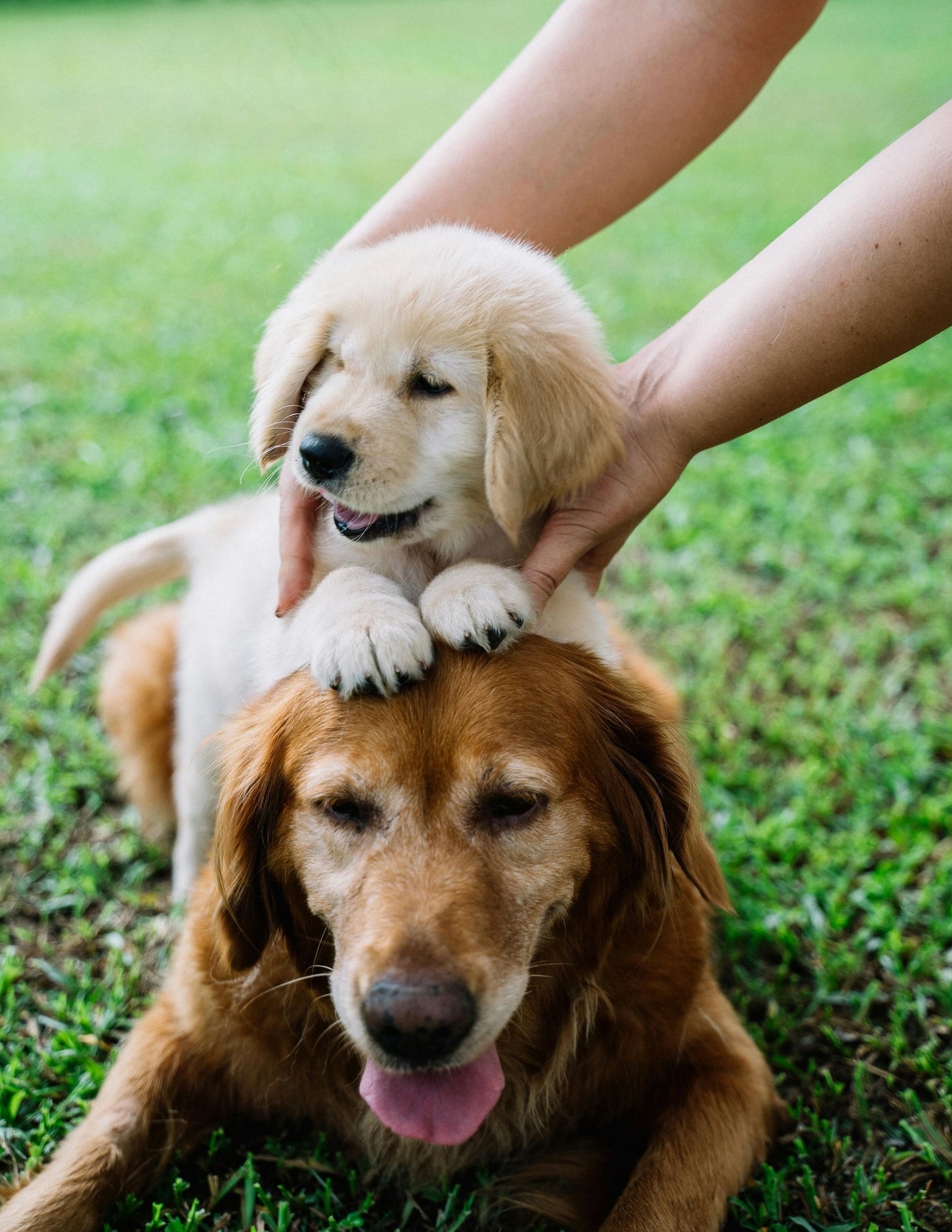 Benefits of Endoscopy for Pets: