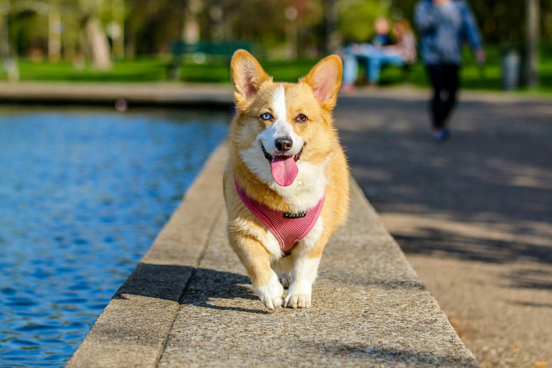 Benefits of CT Scan Imaging for Pets: