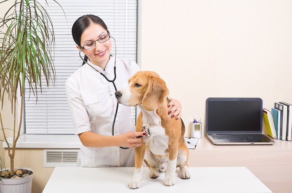 What to Expect During an Emergency Visit